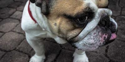 世俱杯实时比分